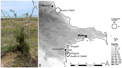 Software Choice and Sequencing Coverage Can Impact Plastid Genome Assembly–A Case Study in the Narrow Endemic Calligonum bakuense